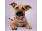 Adopt Vainilla a Mixed Breed