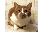 Adopt Rosie Ridger a Orange or Red Tabby Domestic Mediumhair cat in Knoxville