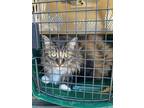 Adopt Rosy a Domestic Long Hair, Domestic Short Hair