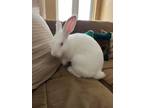 Adopt Romeo a White Florida White rabbit in Naples, FL (38645099)