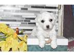 Bichon Frise Puppy for sale in Springfield, MO, USA