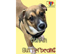 Adopt Dunkin Butterbeans a Brown/Chocolate Mixed Breed (Large) / Mixed dog in