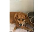 Adopt Shayla a Labrador Retriever