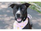 Adopt Sparky a American Staffordshire Terrier, Mixed Breed
