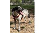 Adopt Coco a Black Blue Heeler / Labrador Retriever / Mixed dog in Toronto