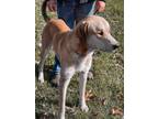 Adopt Buster a White Anatolian Shepherd / Labrador Retriever / Mixed dog in