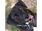 Adopt Lou a Black Mixed Breed (Medium) / Mixed dog in Walker, MI (38642328)