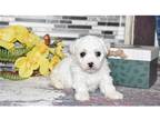 Bichon Frise Puppy for sale in Springfield, MO, USA