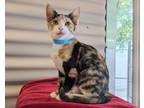 Adopt Tiffany a White Domestic Shorthair / Domestic Shorthair / Mixed cat in