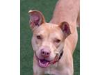 Adopt Lele a Tan/Yellow/Fawn American Pit Bull Terrier / Mixed dog in Cleveland
