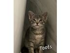 Adopt Toots a Gray or Blue Domestic Shorthair / Domestic Shorthair / Mixed cat