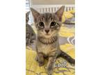 Adopt Lolli a Gray or Blue Domestic Shorthair / Domestic Shorthair / Mixed cat