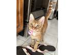 Adopt Pawterra 4424 a Domestic Shorthair / Mixed cat in Dallas, TX (38637088)