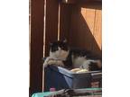 Adopt Gordo a Black & White or Tuxedo Domestic Shorthair / Mixed (short coat)