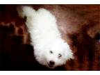 Bichon Frise Puppy for sale in Springfield, MO, USA