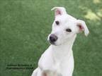 Adopt ENGLEWOOD a Mixed Breed