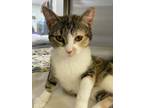 Adopt Kitty a Calico