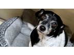 Adopt Abby ~ a Terrier, Dachshund