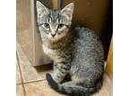Adopt 23L22 Spice a Gray, Blue or Silver Tabby Domestic Shorthair cat in Venus