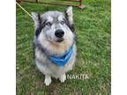 Adopt Nikita a Alaskan Malamute