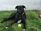 Adopt Lola a Black - with White Labrador Retriever / American Pit Bull Terrier /