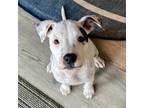 Adopt Lotus a White - with Tan, Yellow or Fawn Pit Bull Terrier / Mixed dog in
