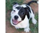 Adopt Aston Martin a Black Pit Bull Terrier / Mixed dog in Durham, NC (38803391)