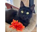 Adopt Maddison a Domestic Longhair / Mixed (long coat) cat in Cambria