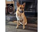 Adopt Germann a Brown/Chocolate - with Black German Shepherd Dog / Mixed dog in