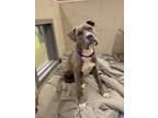 Adopt Cloudy a Pit Bull Terrier, Mixed Breed