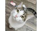 Adopt Mae a Gray or Blue Domestic Shorthair / Mixed cat in Shawnee