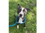 Adopt Juju a Pit Bull Terrier, Mixed Breed