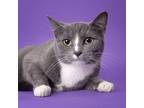 Adopt VooDoo a Domestic Short Hair