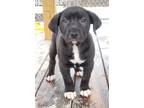 Adopt Posey Pup 5 a Pit Bull Terrier, Shar-Pei