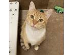 Adopt Habanero a Orange or Red Domestic Shorthair / Mixed cat in Spokane