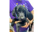 Adopt Niles a Black - with White Labrador Retriever / Coonhound dog in Bolivar