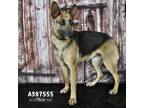 Adopt A397555 a German Shepherd Dog, Mixed Breed