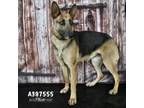 Adopt ABIGAIL ANDERSON a German Shepherd Dog, Mixed Breed