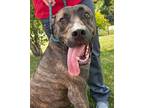 Adopt MOTLEY (KYLE) a American Pit Bull Terrier / Mixed dog in Wintersville