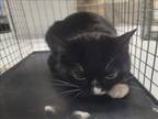 Adopt BLACKIE a Domestic Short Hair