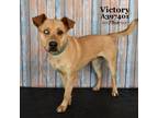 Adopt VICTORY a Pit Bull Terrier, Mixed Breed