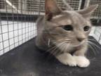 Adopt CHINA a Domestic Short Hair