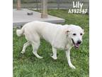Adopt LILY ALDRIDGE a Labrador Retriever, Mixed Breed