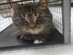 Adopt ASIA a Domestic Short Hair