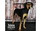 Adopt SELENA GOMEZ a English Coonhound, Doberman Pinscher