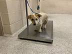 Adopt POLLY a Basset Hound, Mixed Breed