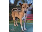 Adopt Tereza a Shiba Inu / Terrier (Unknown Type, Medium) / Mixed dog in San