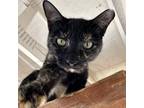 Adopt Heidi a Tortoiseshell Domestic Shorthair / Mixed cat in Kanab