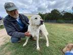 Adopt #303.24 a Great Pyrenees