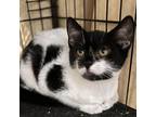 Adopt Chelsea a White Domestic Shorthair cat in Chapel Hill, NC (38672173)